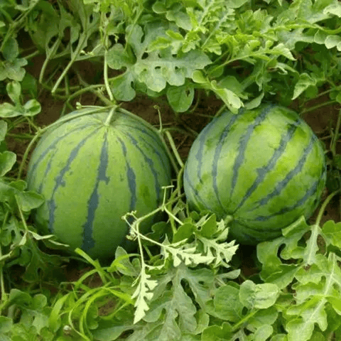 🍉50/100PCS Heirloom Non-GMO Watermelon Seeds – Easy-Grow “Lazy Man” Variety, Sweet & Nutritious, Replant Every Year🌱