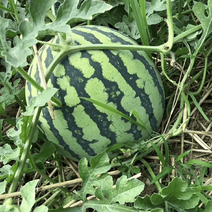 🍉50/100PCS Heirloom Non-GMO Watermelon Seeds – Easy-Grow “Lazy Man” Variety, Sweet & Nutritious, Replant Every Year🌱