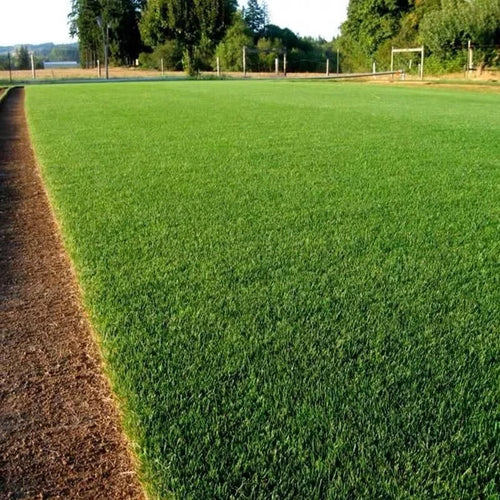 🌱 2026 Next-Gen Lawn Seed for Stronger, Greener Grass