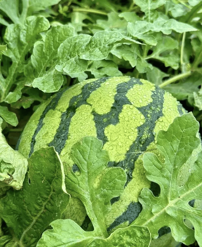 🍉50/100PCS Heirloom Non-GMO Watermelon Seeds – Easy-Grow “Lazy Man” Variety, Sweet & Nutritious, Replant Every Year🌱