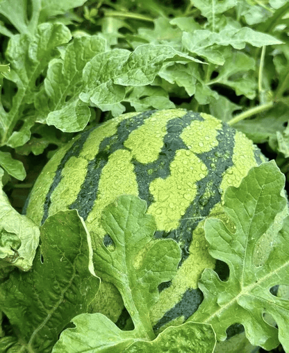 🍉50/100PCS Heirloom Non-GMO Watermelon Seeds – Easy-Grow “Lazy Man” Variety, Sweet & Nutritious, Replant Every Year🌱