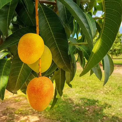 10PCS Extra-Sweet Superior Pink Mango for Plant