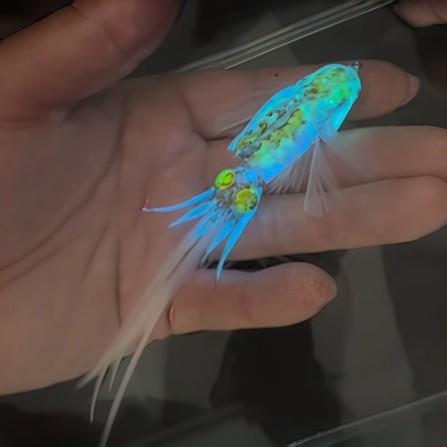 🎣🦑 Luminous Squid Feather Fishing Lure – Glow-in-the-Dark Soft Bait for Night Fishing & Saltwater Angling