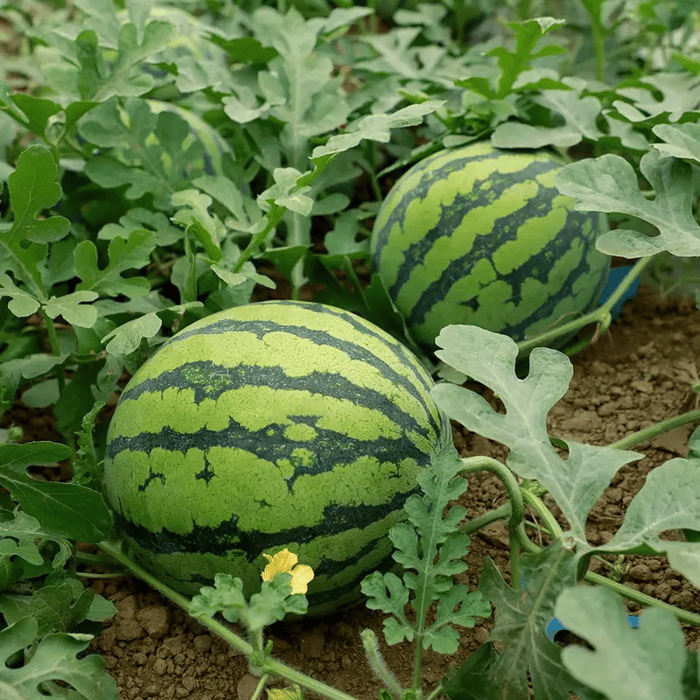 🍉50/100PCS Heirloom Non-GMO Watermelon Seeds – Easy-Grow “Lazy Man” Variety, Sweet & Nutritious, Replant Every Year🌱