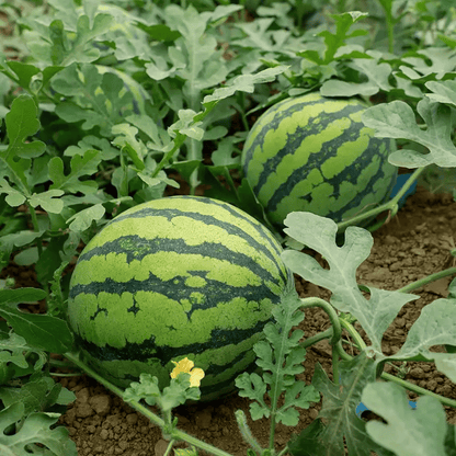 🍉50/100PCS Heirloom Non-GMO Watermelon Seeds – Easy-Grow “Lazy Man” Variety, Sweet & Nutritious, Replant Every Year🌱